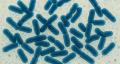 Farbene.shop | Probiotici il potenziale antitumorale del Bifidobacterium